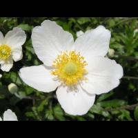 Anemone sylvestris (fam Renonculacees) (Europe, Asie occidentale) (4)